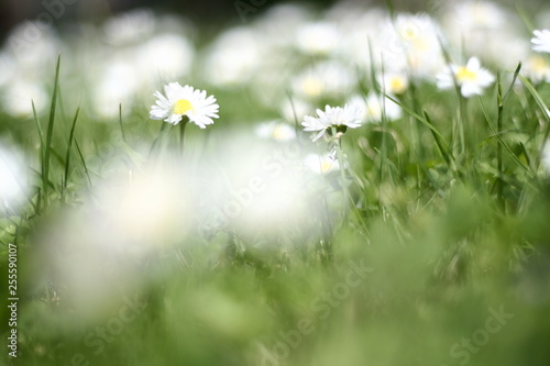 Gänseblümchen auf Wiese