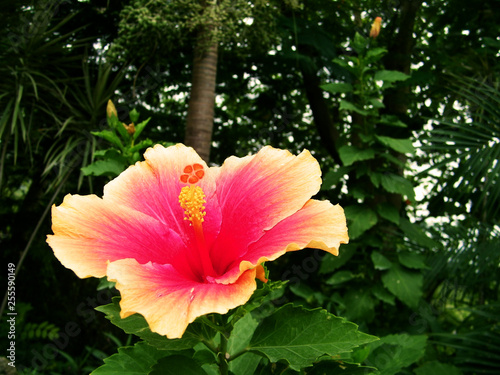 Tropical flower in Jamaica