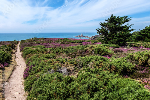 Heather meadow with view, Jersey, Channel Island, Corbiere Lighthouse