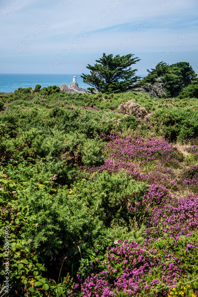 Landscape with heather flowers, Corbiere Lighthouse in the horizon Landscape with heather flowers, Corbiere Lighthouse in the horizon