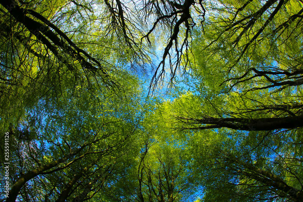 Fototapeta premium Fresh green leaves in a beech woodland on a sunny spring morning, Cardiff, South Wales, UK. Taken through a fish-eye lens