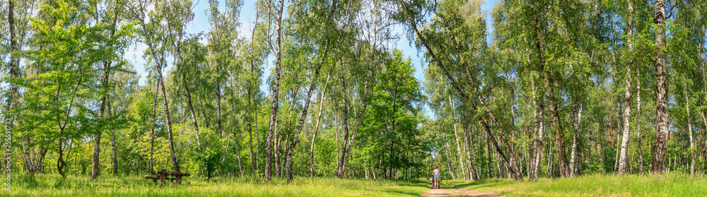 Summer spring landscape - woman walking with a pram in a birch grove on a sunny day, banner, huge panorama