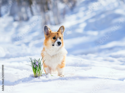 cute puppy red Corgi lying in the white snow next to the blooming lilac crocuses in the spring Park © nataba