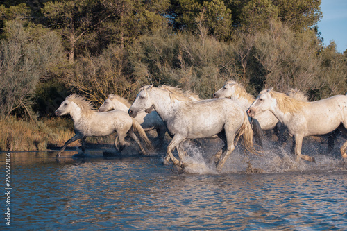 Wild White horses of Camargue at sunset, running on water. Aigues-Mortes