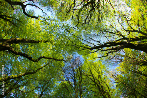 Fresh green leaves in a beech woodland on a sunny spring morning, Cardiff, South Wales, UK. Taken through a fish-eye lens