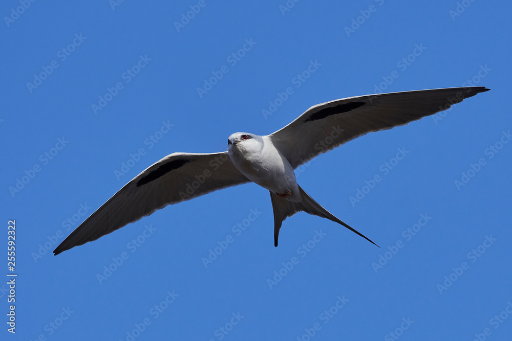African swallow-tailed kite (Chelictinia riocourii) African swallow-tailed kite (Chelictinia riocourii)