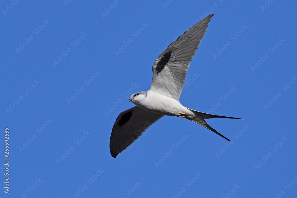 African swallow-tailed kite (Chelictinia riocourii)