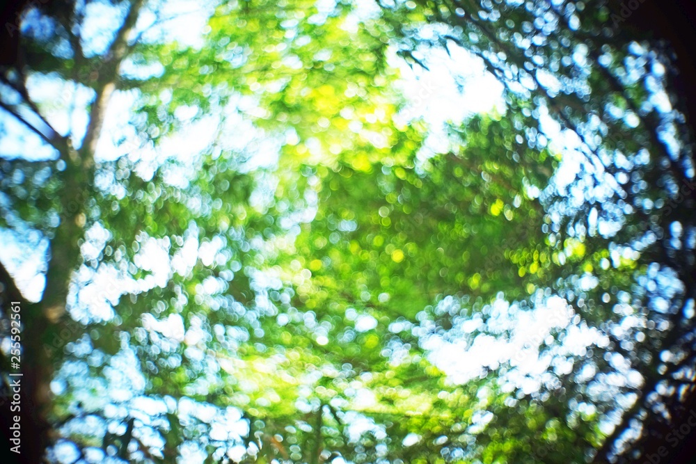 Blurred out of focus swirly bokeh background of tree branches. Defocus nature green bokeh, Defocused abstract nature background with green leaves and bokeh lights. Blurred out of focus swirly bokeh background of tree branches. Defocus nature green bokeh, Defocused abstract nature background with green leaves and bokeh lights.