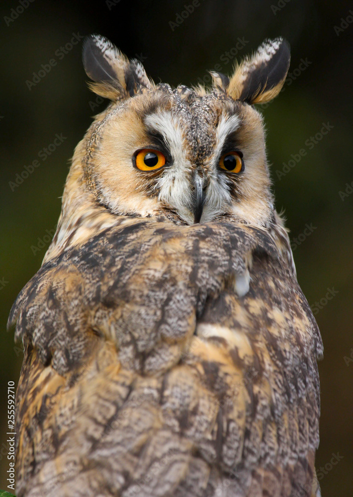 Fototapeta premium Long Eared Owl (Asio otus) in the Welsh countryside, UK