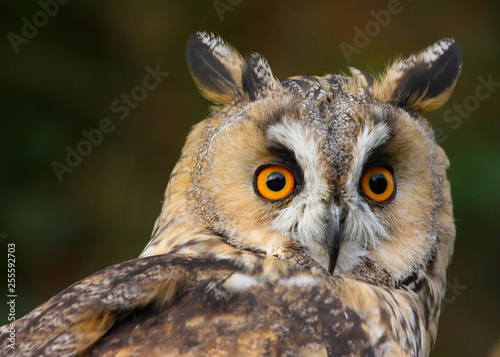Long Eared Owl (Asio otus) in the Welsh countryside, UK © Helen Davies