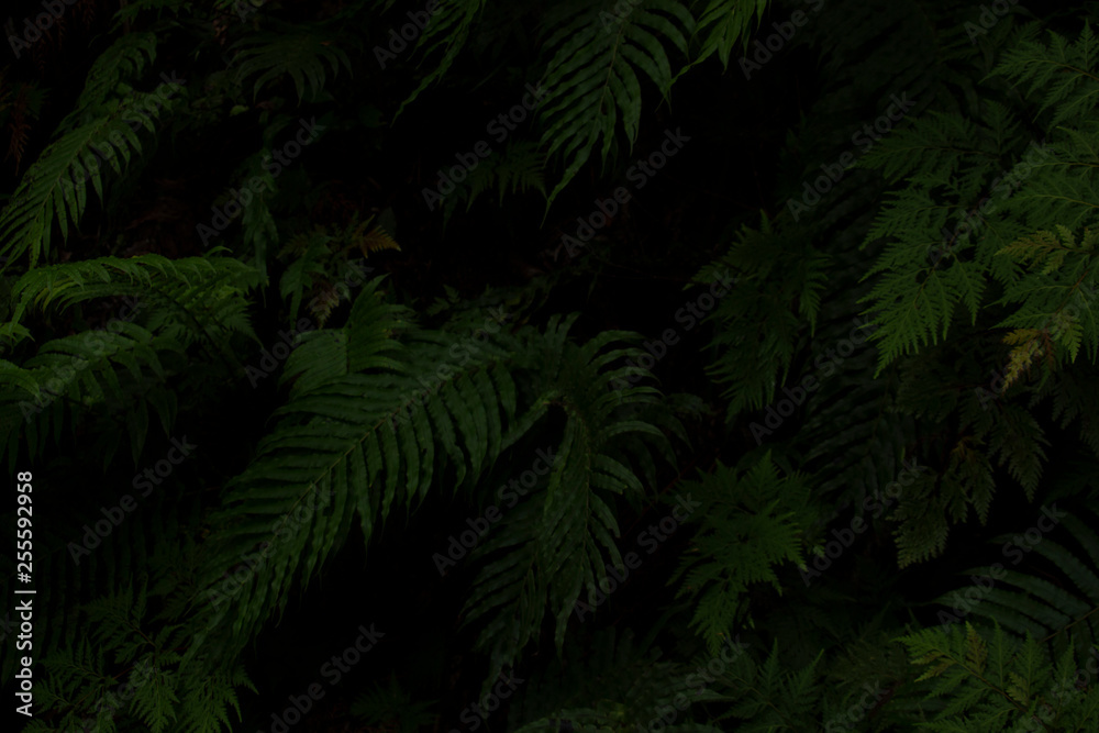 Great Barrier Island: Ferns Great Barrier Island: Ferns