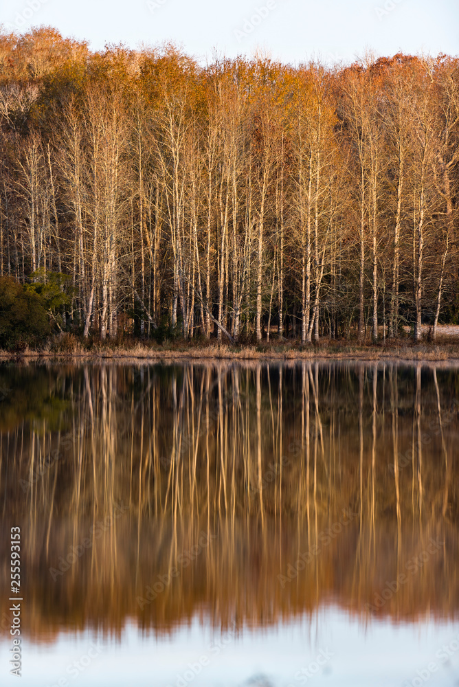 tree reflection fall water tree reflection fall water