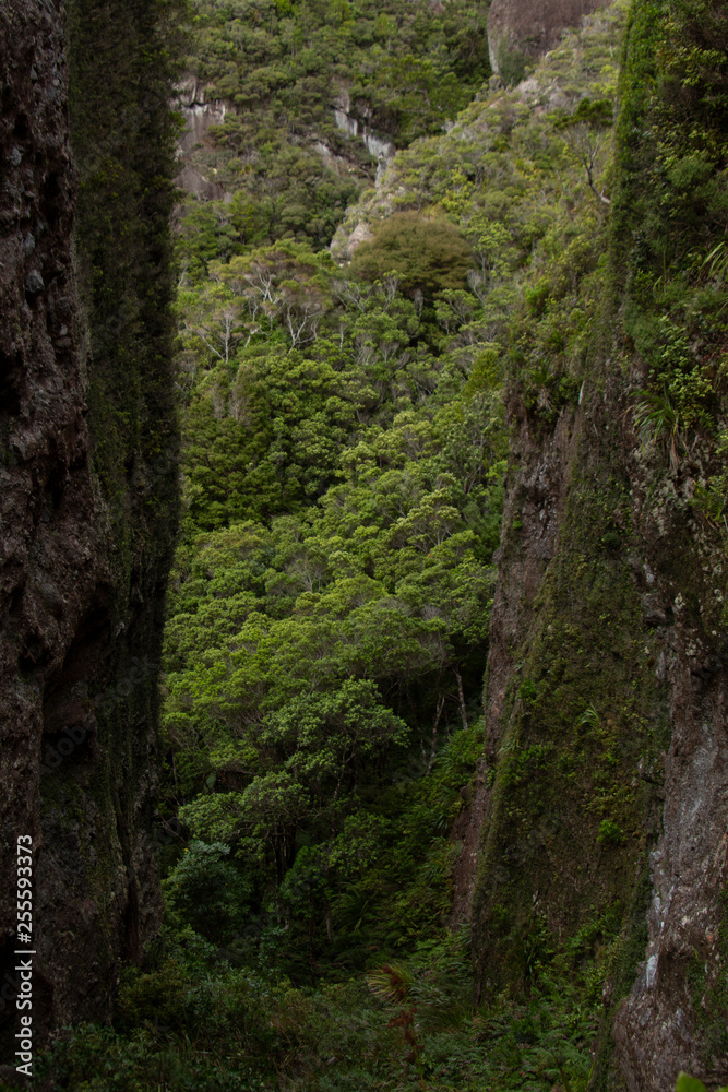 Fototapeta premium Great Barrier Island: Trees Framed by Rock