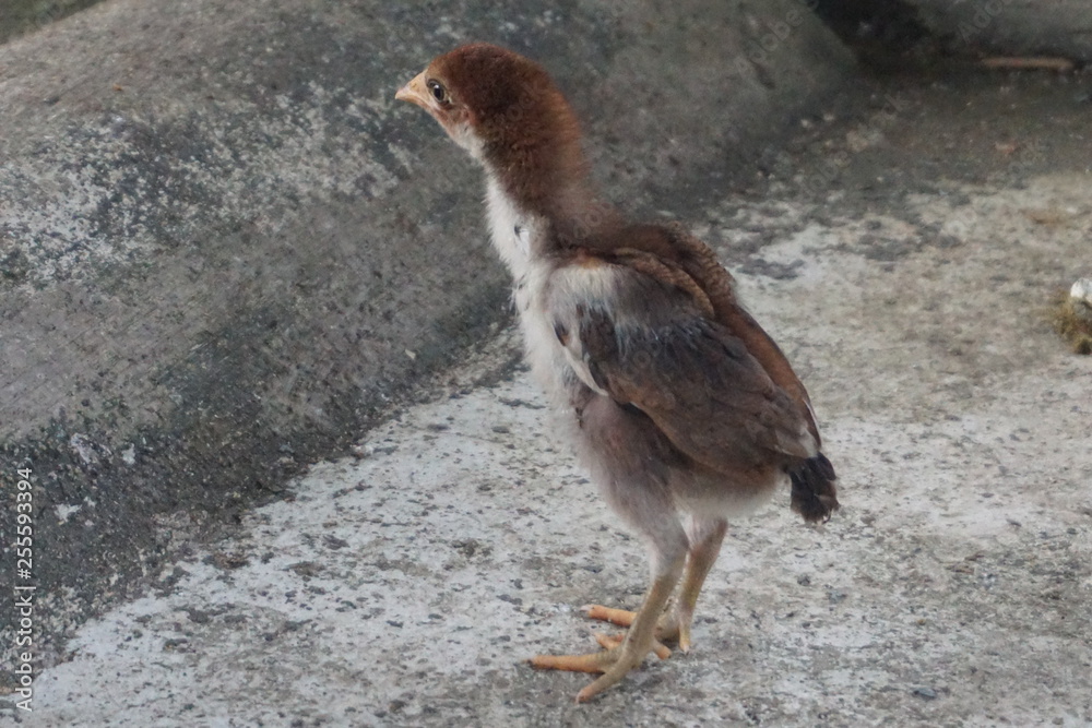 Fototapeta premium chicken on the farm