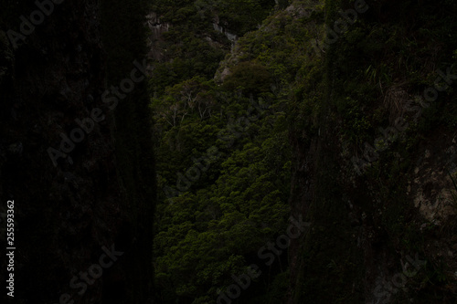 Great Barrier Island: Trees Framed by Rock © Fern Leaf Media