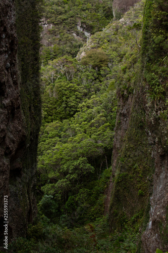 Great Barrier Island: Trees Framed by Rock © Fern Leaf Media