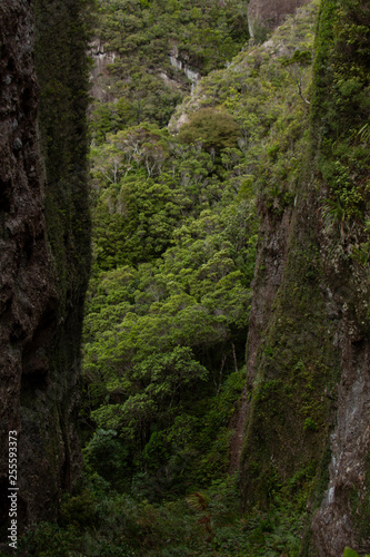 Great Barrier Island: Trees Framed by Rock