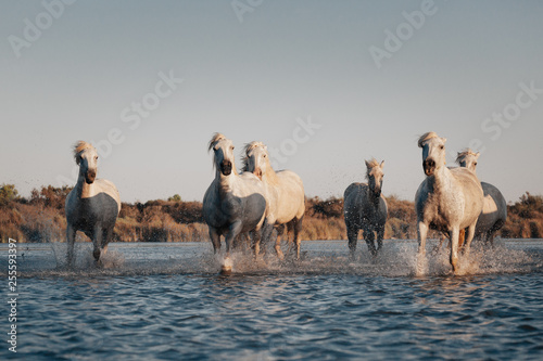 Fototapeta Naklejka Na Ścianę i Meble -  Wild White horses of Camargue at sunset, running on water. Aigues-Mortes