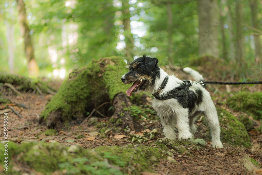 Small  funny Jack Russell Terrier dog is sitting obediently in a sunny forest
