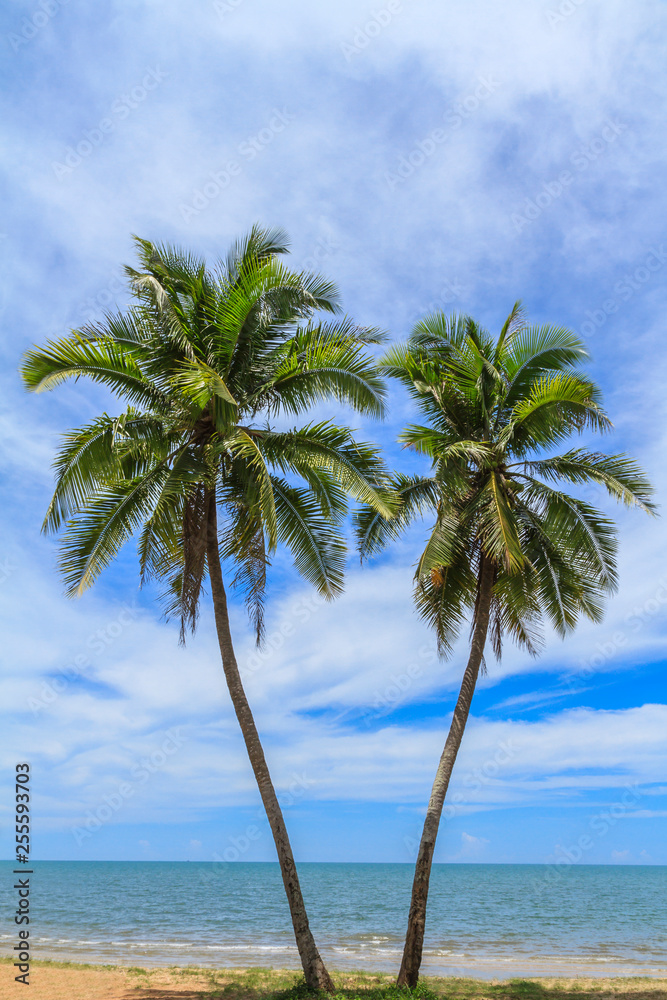 Two Coconut Trees On The White Beach.