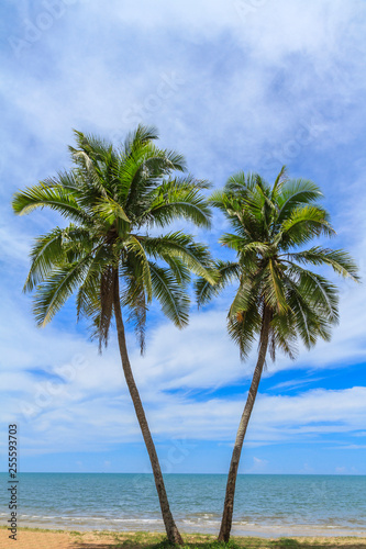 Two Coconut Trees On The White Beach. © Freely