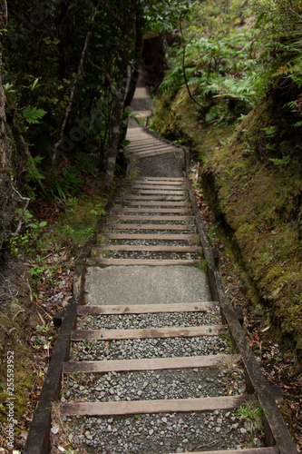 Great Barrier Island: Path Stairs