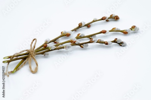 Willow branches tied with a rope on a white background, the concept of spring and Easter, free space