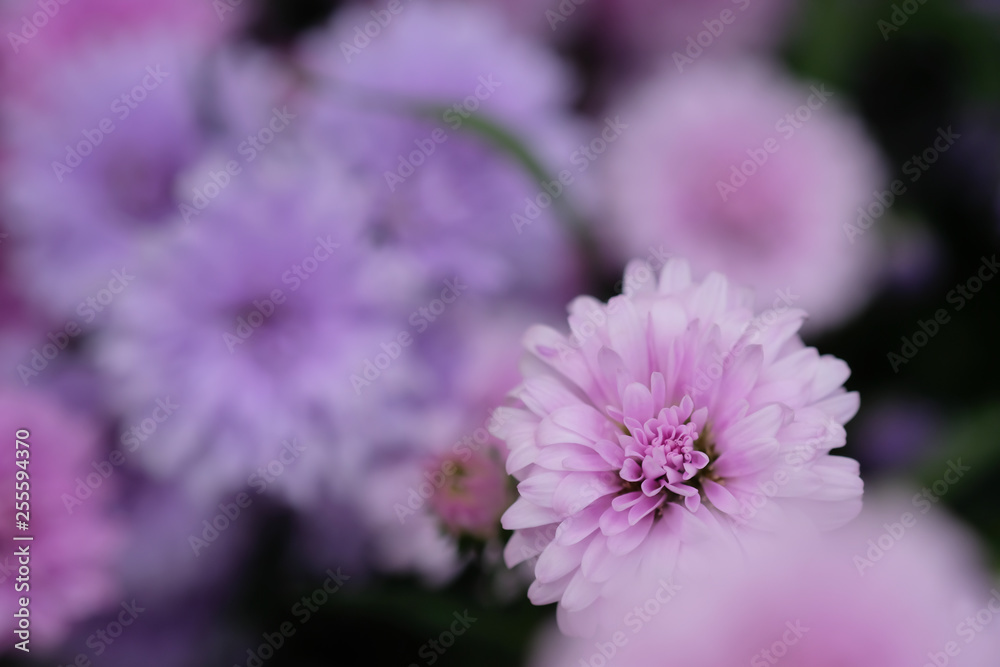 Obraz premium Colorful flowers chrysanthemum made with gradient for background,Abstract,texture,Soft and Blurred style.postcard.