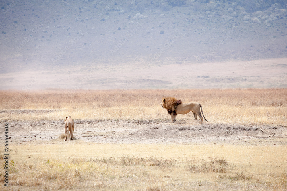Lion (Panthera leo) family laying in the dry grass at Ngorongoro National Park, Tanzania