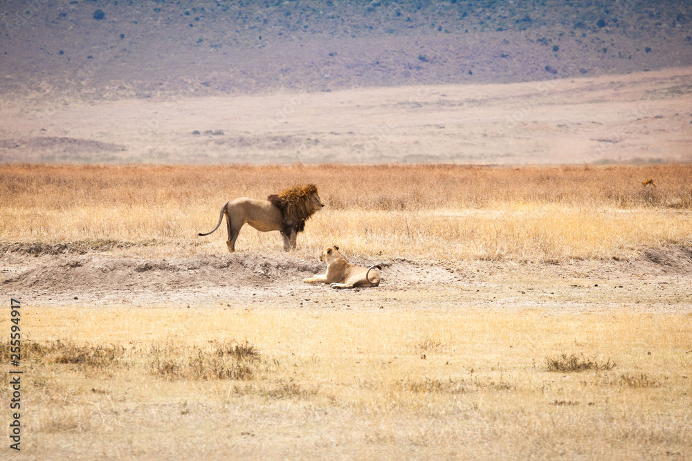 Lion (Panthera leo) family laying in the dry grass at Ngorongoro National Park, Tanzania Lion (Panthera leo) family laying in the dry grass at Ngorongoro National Park, Tanzania