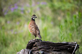 quail on a log