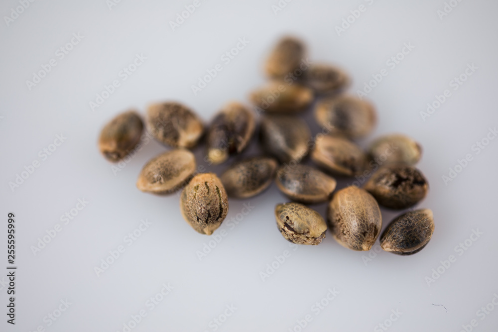 Cannabis Seeds - THC CBD Seeds macro view on the white background. Cannabis Seeds - THC CBD Seeds macro view on the white background.