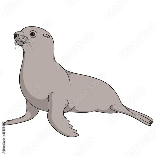 Color illustration with fur seal. Isolated vector object on white background.