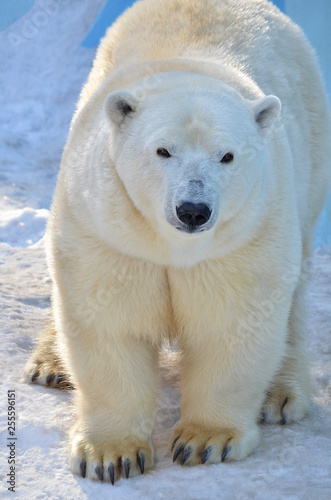 polar bear © elizalebedewa