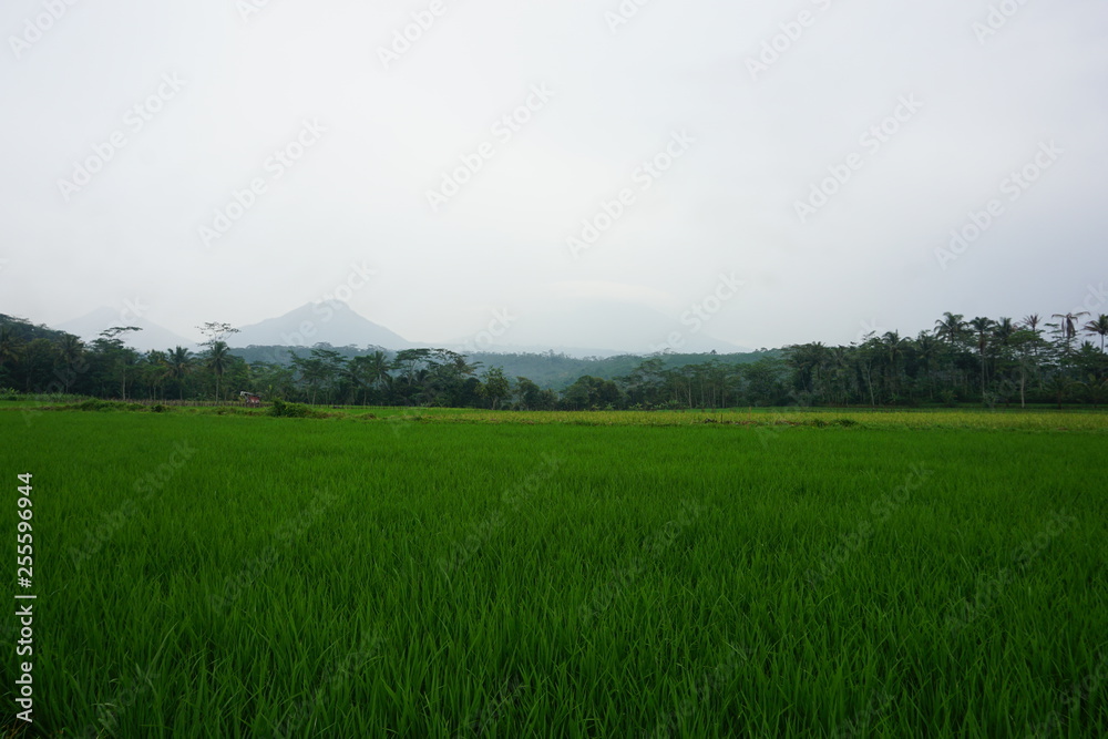 Fototapeta premium landscape of rice fields