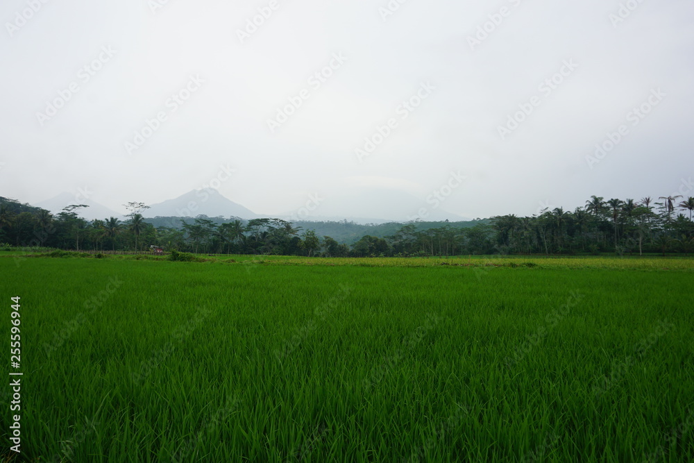 landscape of rice fields
