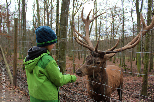 Kind füttert Hirsch Tierpark Rotwild photo