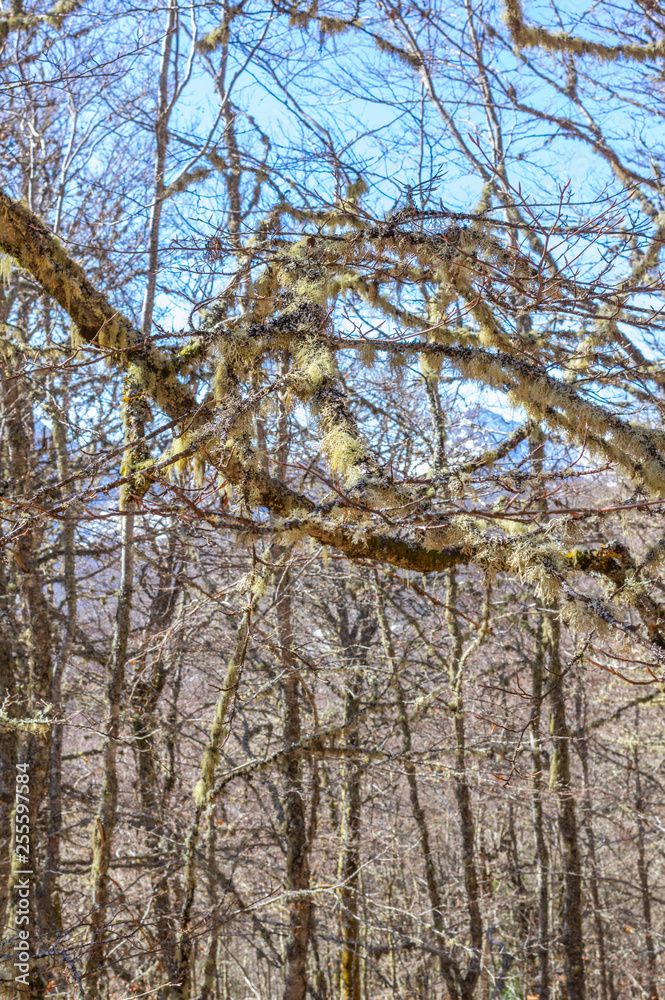 Fototapeta premium Photograph in which you can see the moss on the branches of the beech trees in the middle of the mountain in winter