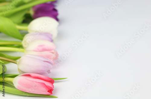 Fototapeta Naklejka Na Ścianę i Meble -  Tulipani colorati su uno sfondo bianco
