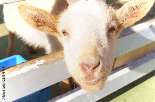 Ranch Goat Feeding