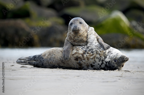 Grey seals young playing