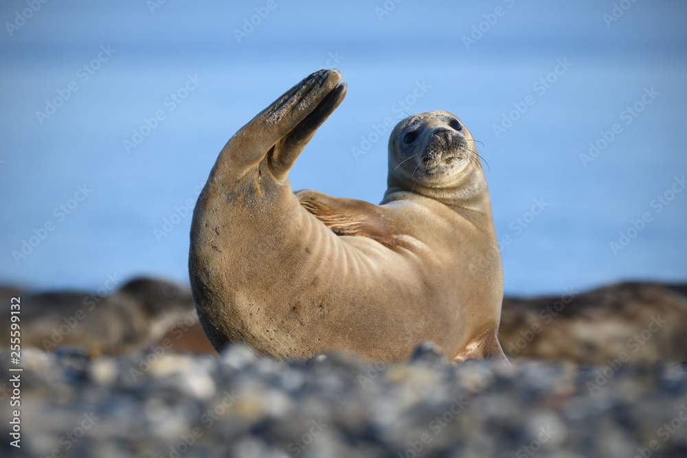 Obraz premium Grey seal