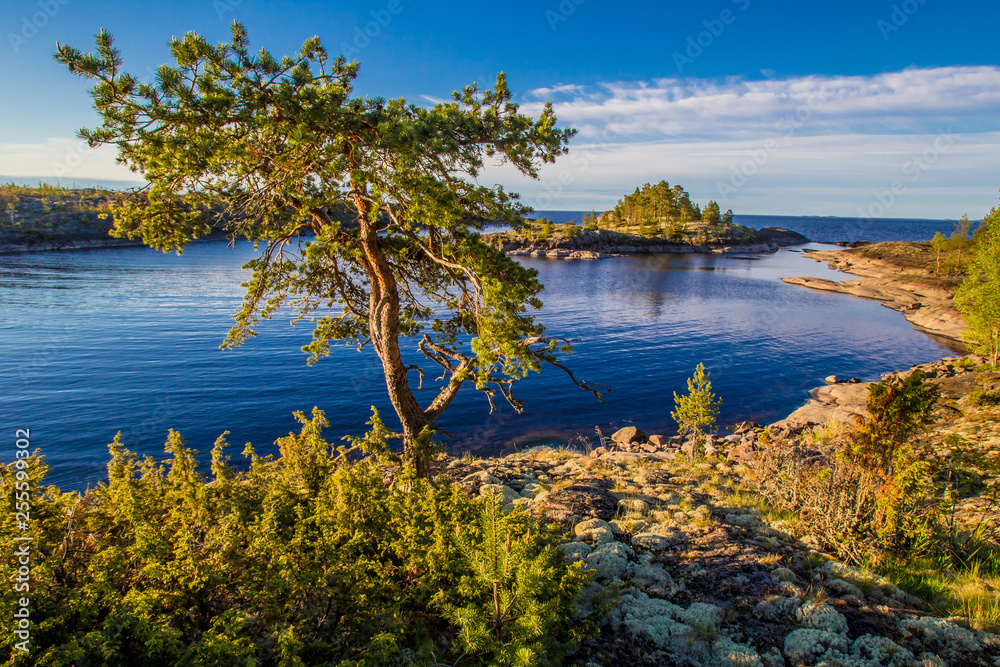 Naklejka premium Dawn. Nature of Karelia. Pine on the shore of Lake Ladoga. Travel to Russia. Republic of Karelia. Islands. Northern nature. Skerries in Lake Ladoga.