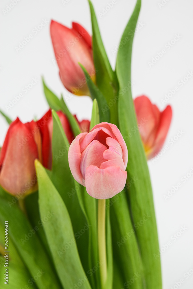 Close-up photo of tulips. Perennial herbaceous bulbous plants of the lily family, on a white background. Close-up photo of tulips. Perennial herbaceous bulbous plants of the lily family, on a white background.