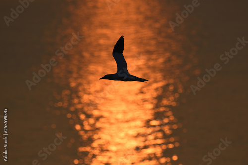 Northern gannet flying at sunset © PetrDolejsek