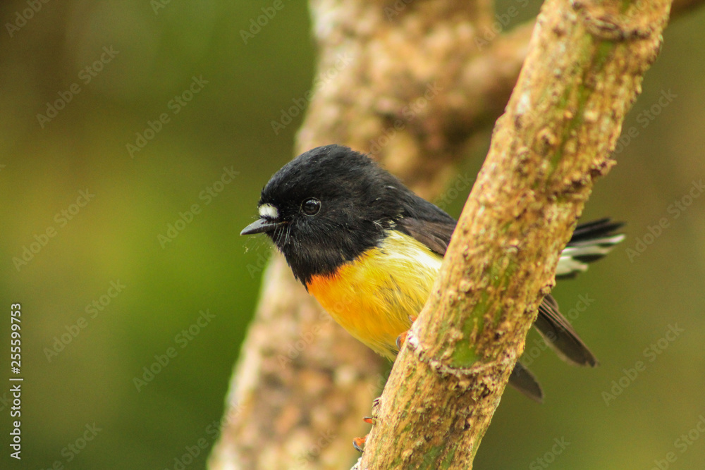 Fototapeta premium Male tomtit, South Island subspecies, native New Zealand bird sitting in tree on Bluff Hill