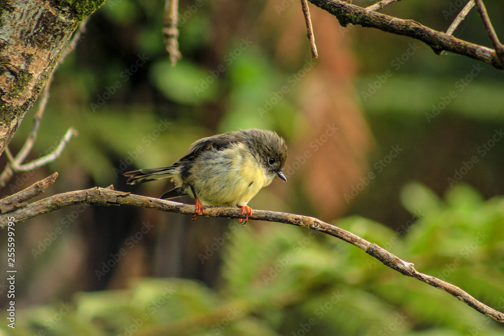 Obraz premium Female tomtit, South Island subspecies, native New Zealand bird sitting in tree on Bluff Hill