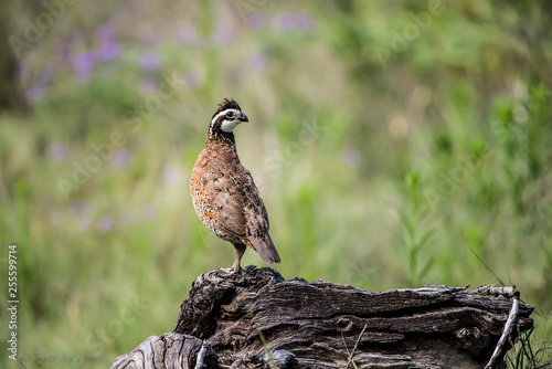 Fototapeta bobwhite quail on a log
