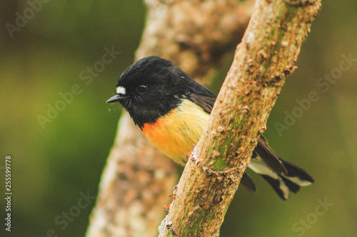 Valokuva Male tomtit, South Island subspecies, native New Zealand bird sitting in tree on