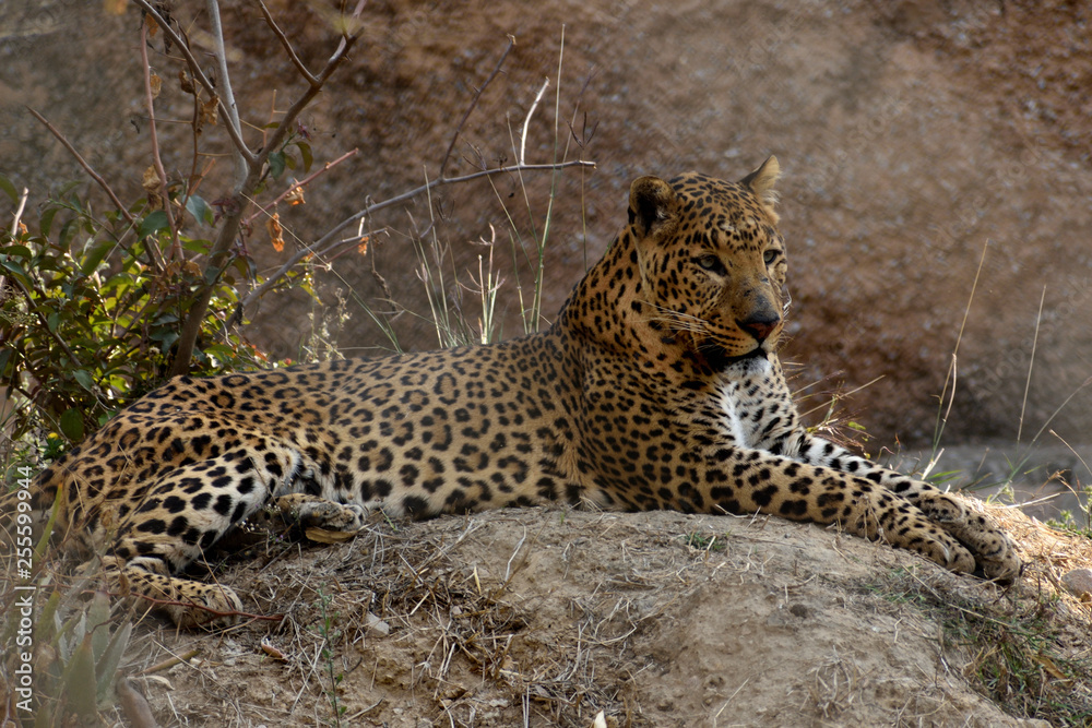 The leopard is one of the five extant species in the genus Panthera, is a member of the Felidae. Compared to other wild cats, the leopard has relatively short legs and a long body with a large head. I